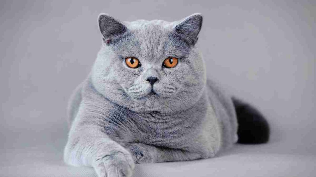 Kucing British Shorthair | Credit : Petstory