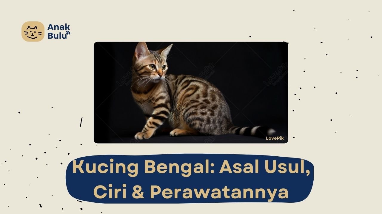 Cover Kucing Bengal AnakBulu