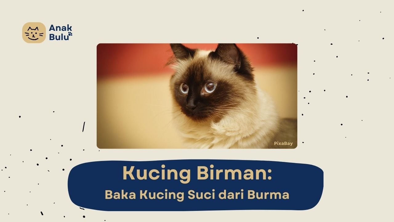 Cover Kucing Birman AnakBulu