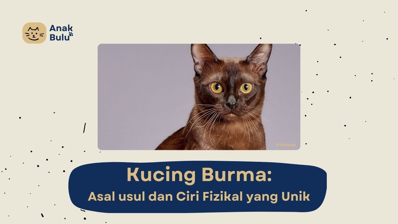 Cover Kucing Burma AnakBulu