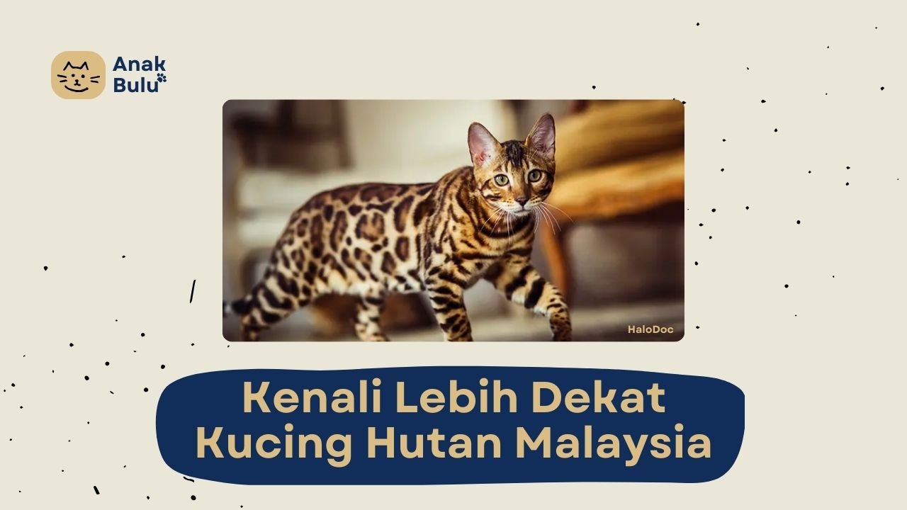 Cover Kucing Hutan AnakBulu