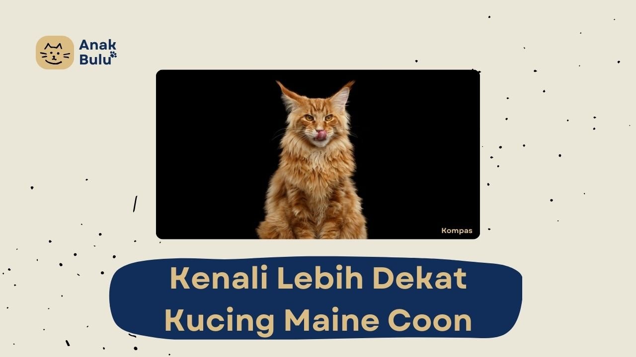 Cover Kucing Maine Coon AnakBulu