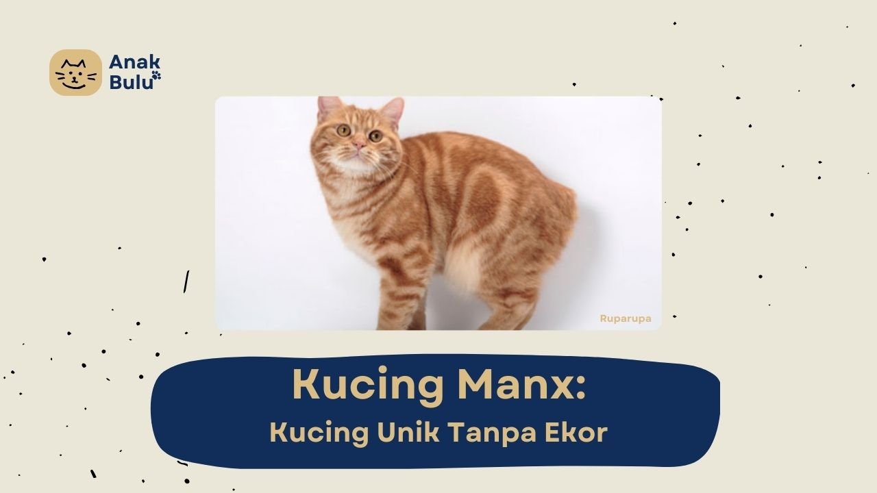 Cover Kucing Manx AnakBulu