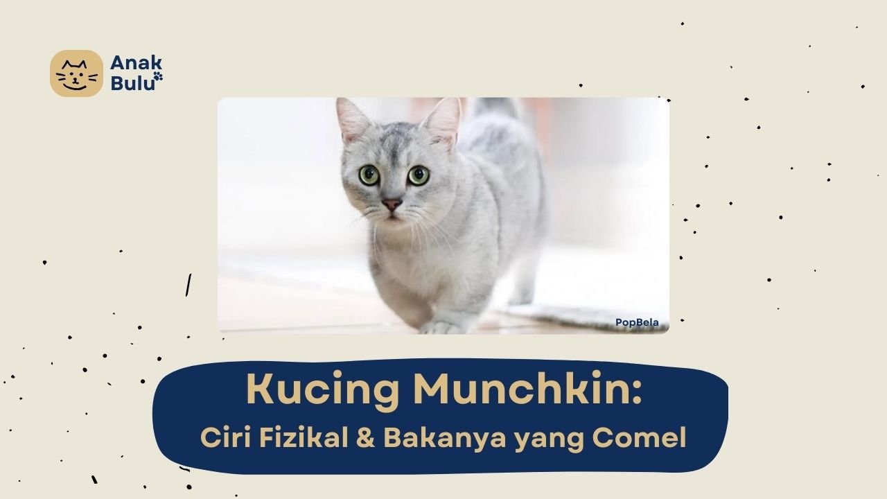 Cover Kucing Munchkin AnakBulu