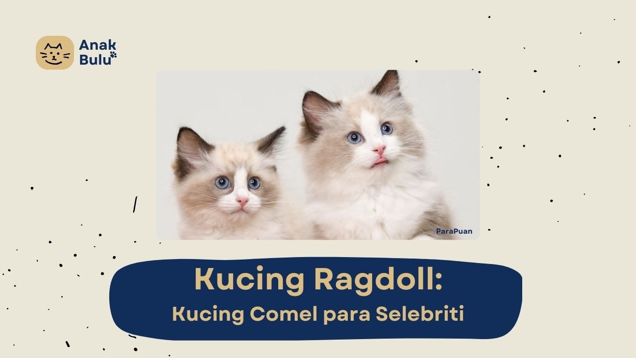 Cover Kucing Ragdoll AnakBulu