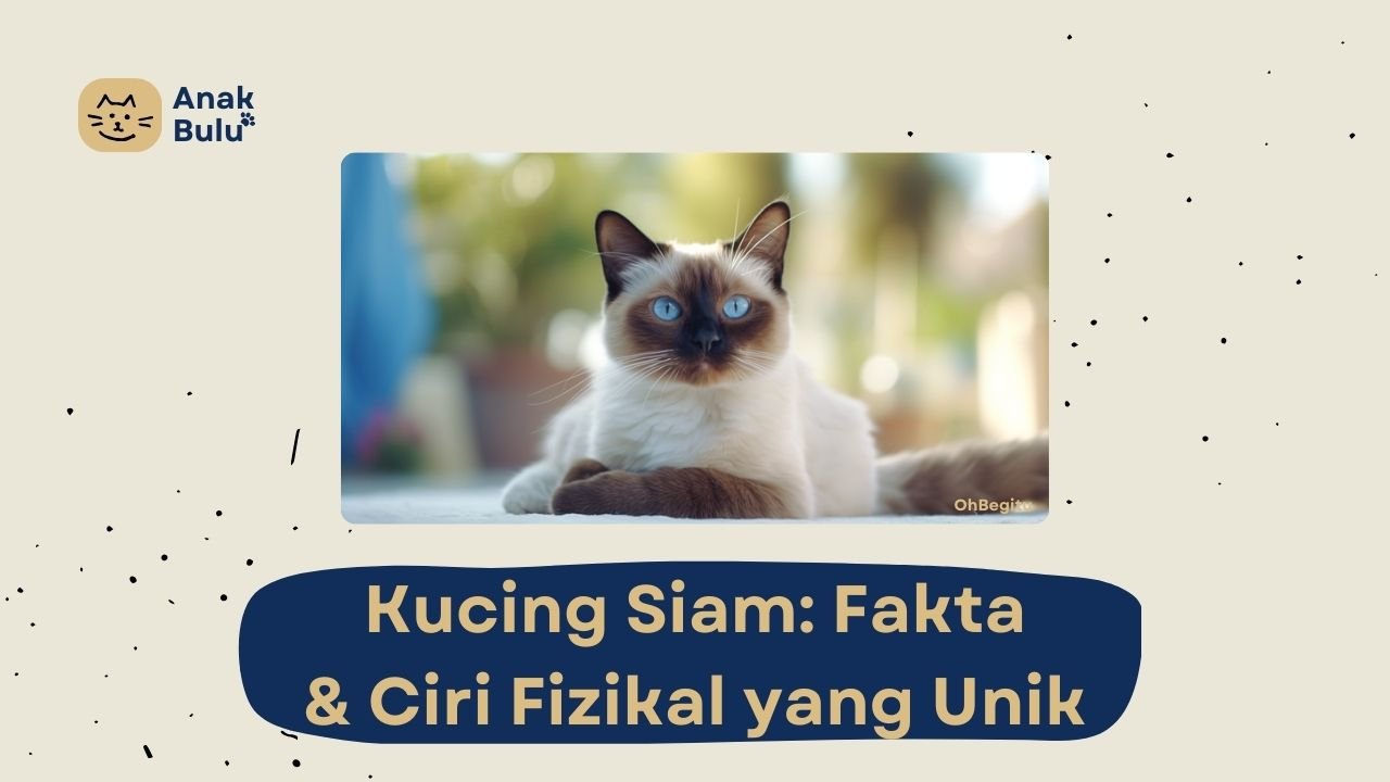 Cover Kucing Siam AnakBulu