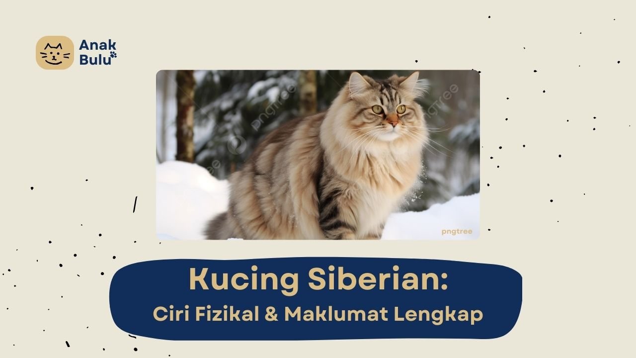 Cover Kucing Siberian AnakBulu