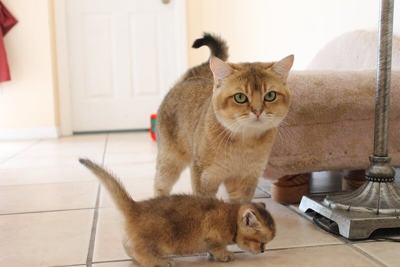 Kucing British Shorthair Golden | Credit: TDN