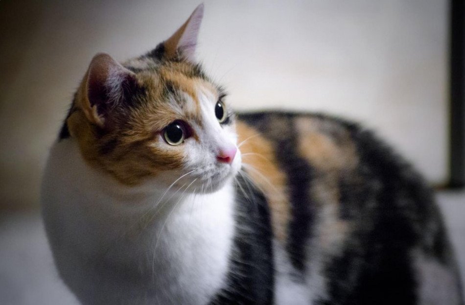 Kucing Calico | Credit: PepNews