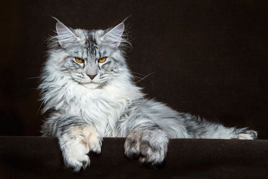 Kucing Maine Coon