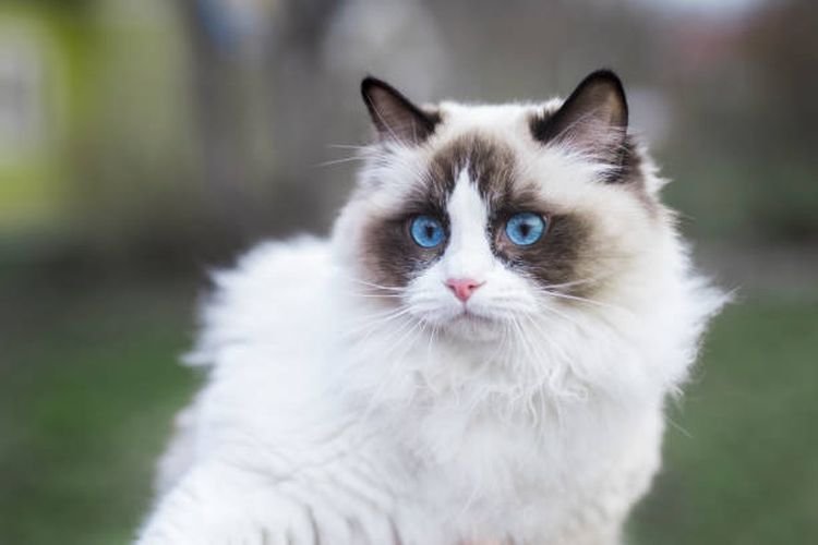 Kucing Ragdoll | Credit: Kompas