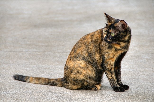 Kucing Tortie | Credit: Raja Petshop