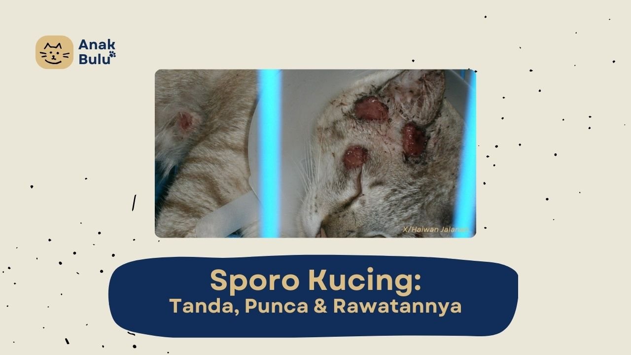 Cover Sporo Kucing AnakBulu